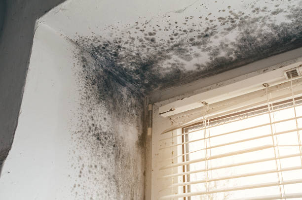 Affordable Mold Inspection And Testing solutions in Fulton, MD